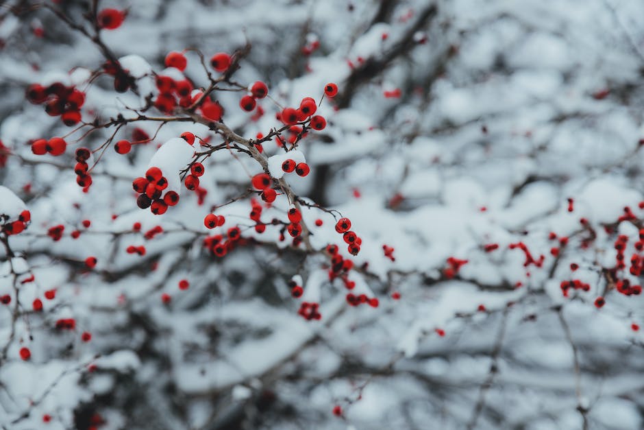 Weihnachtsgeschenke in Russland – Wann werden sie verschenkt?